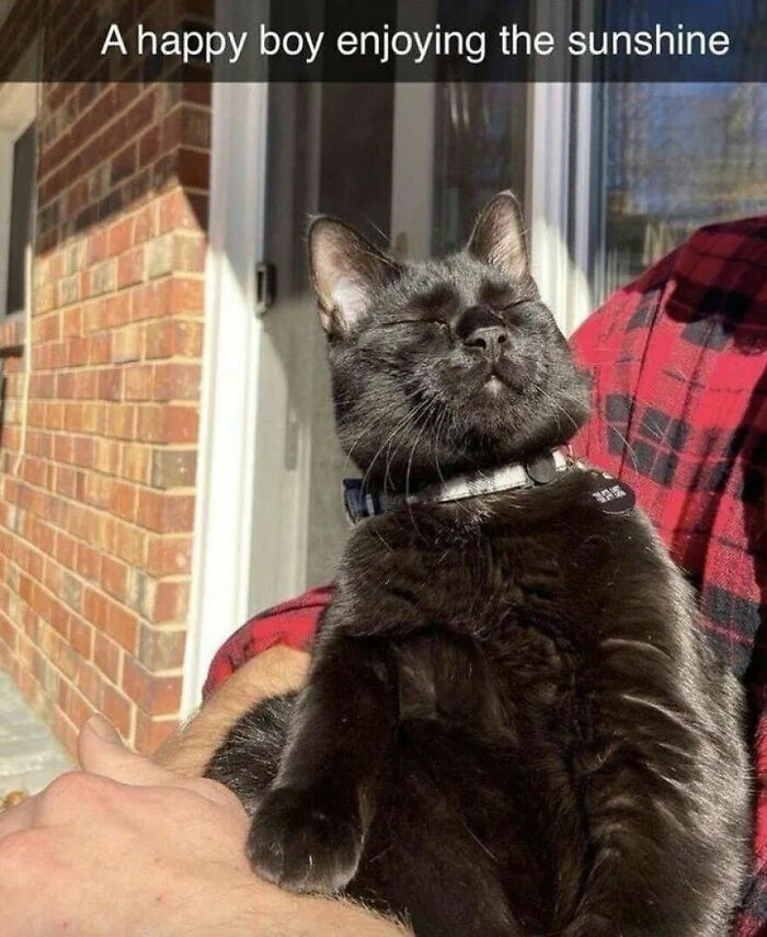 Wait, These Cats Totally Lost It Without Any Clue!