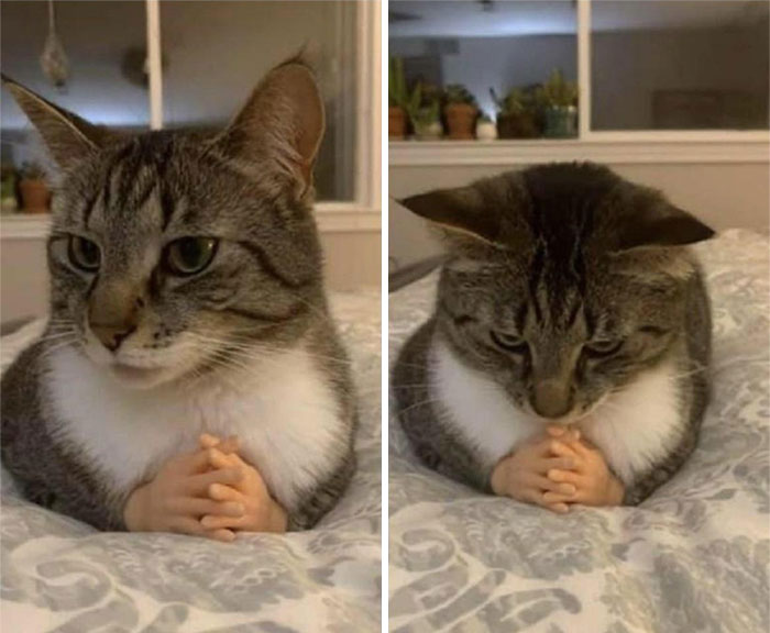 Wait, These Cats Totally Lost It Without Any Clue!