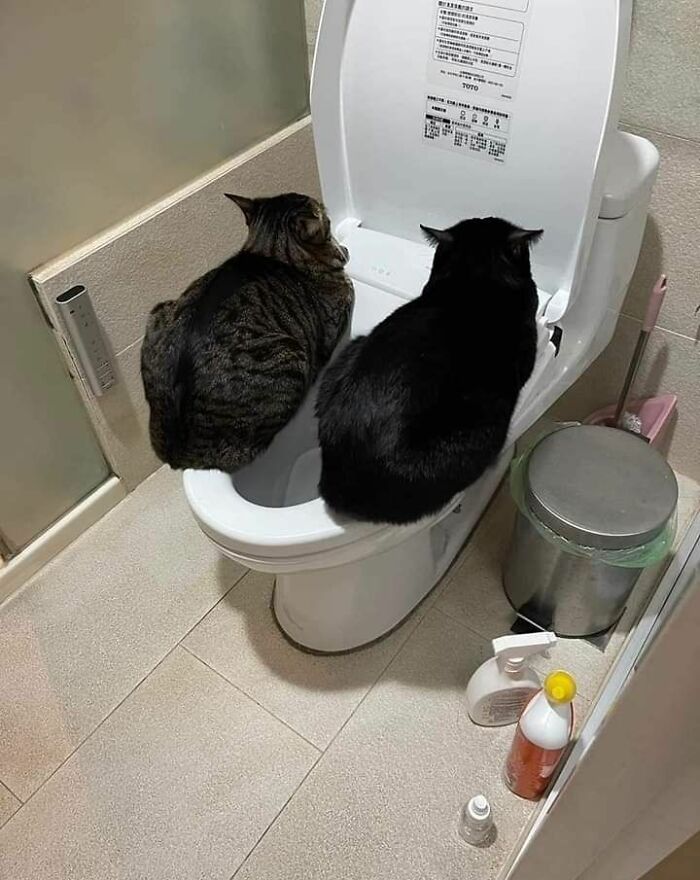 Wait, These Cats Totally Lost It Without Any Clue!
