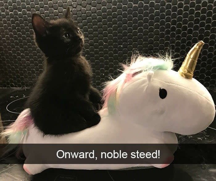 Wait, These Cats Totally Lost It Without Any Clue!
