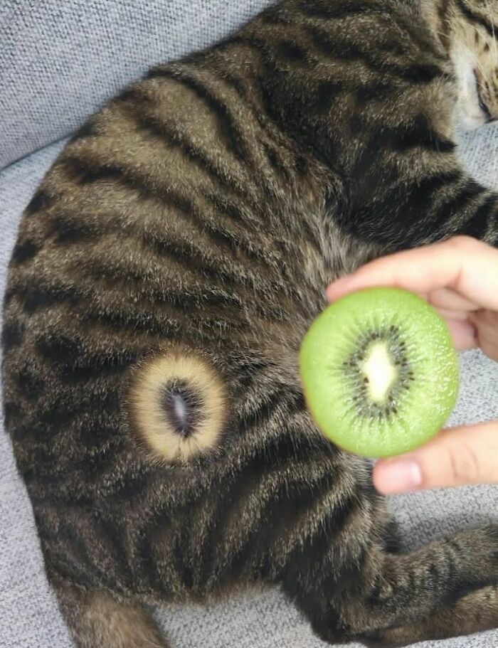 Wait, These Cats Totally Lost It Without Any Clue!