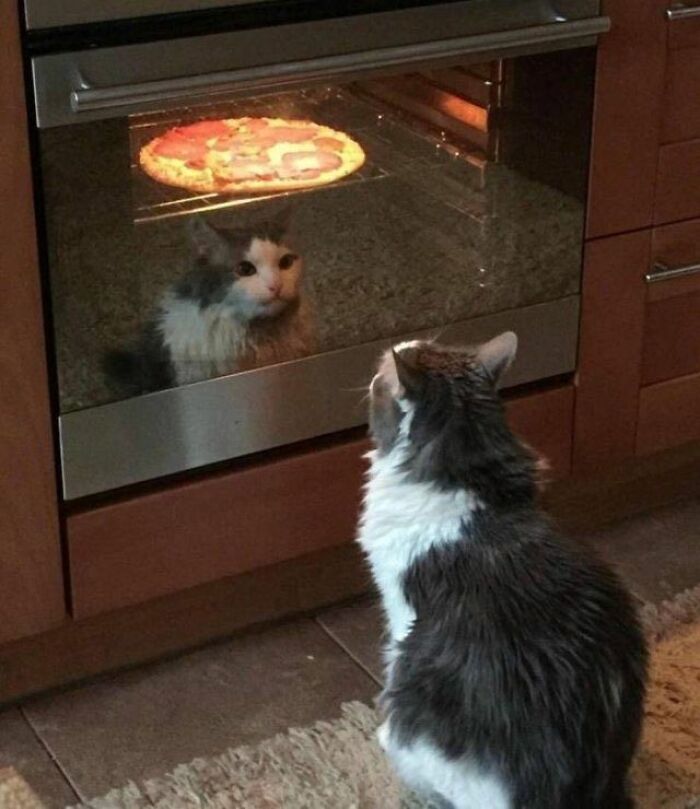 Wait, These Cats Totally Lost It Without Any Clue!