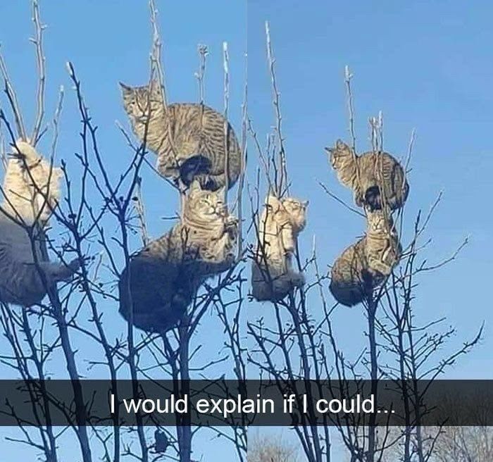 Wait, These Cats Totally Lost It Without Any Clue!