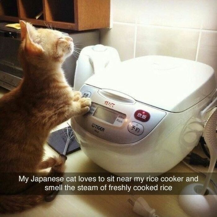 Wait, These Cats Totally Lost It Without Any Clue!