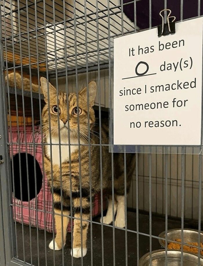 Wait, These Cats Totally Lost It Without Any Clue!