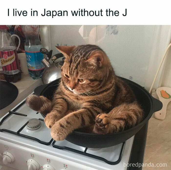 Wait, These Cats Totally Lost It Without Any Clue!