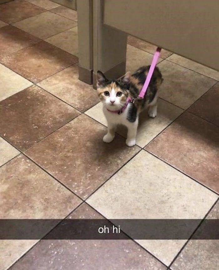 Wait, These Cats Totally Lost It Without Any Clue!