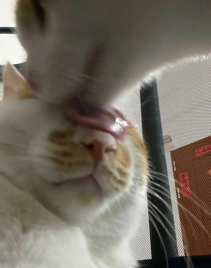 Wait, These Cats Totally Lost It Without Any Clue!