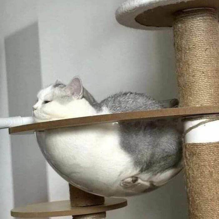Wait, These Cats Totally Lost It Without Any Clue!
