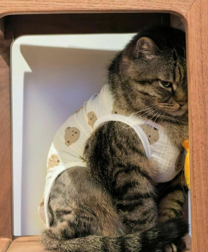 Wait, These Cats Totally Lost It Without Any Clue!