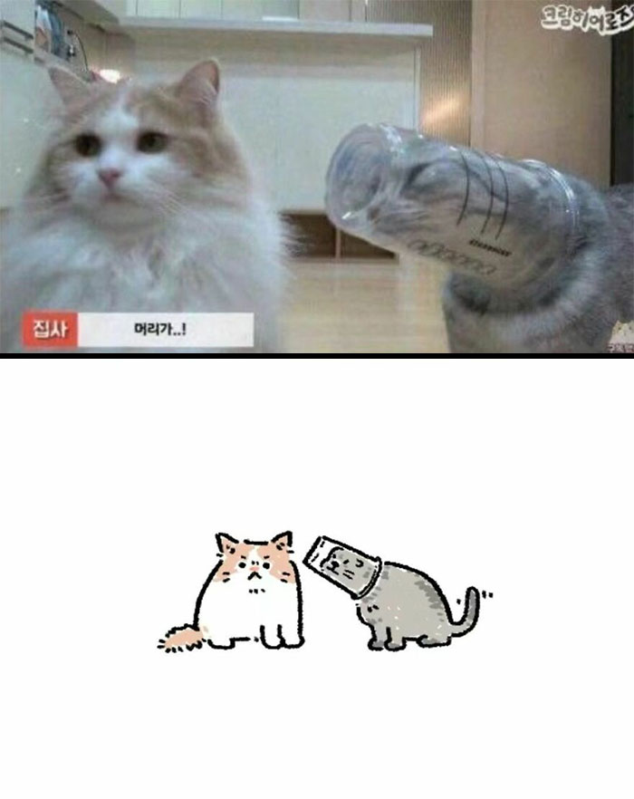 Wait, These Cats Totally Lost It Without Any Clue!