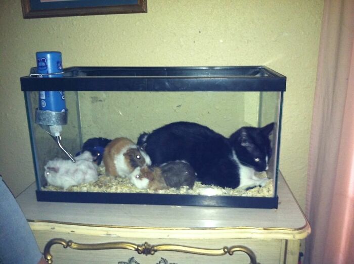 Wait, These Cats Totally Lost It Without Any Clue!