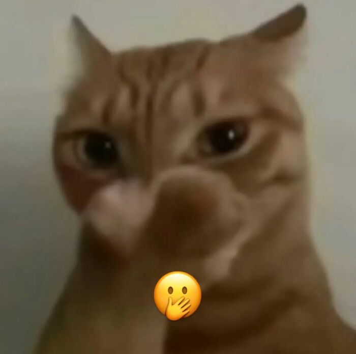 Wait, These Cats Totally Lost It Without Any Clue!