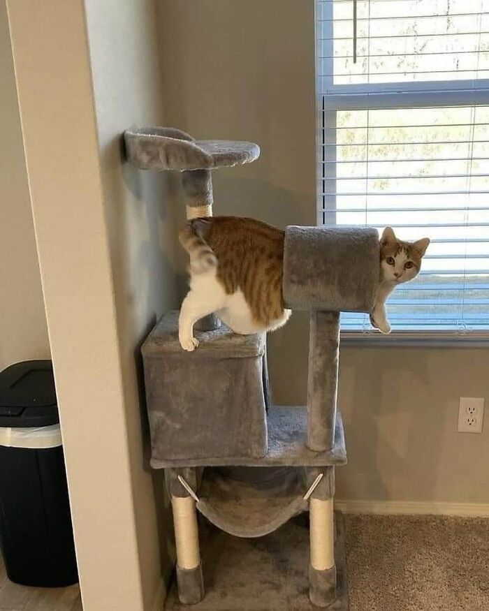 Wait, These Cats Totally Lost It Without Any Clue!
