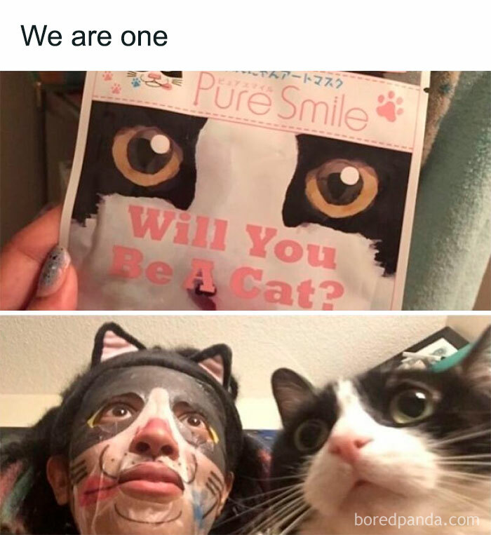 Wait, These Cats Totally Lost It Without Any Clue!