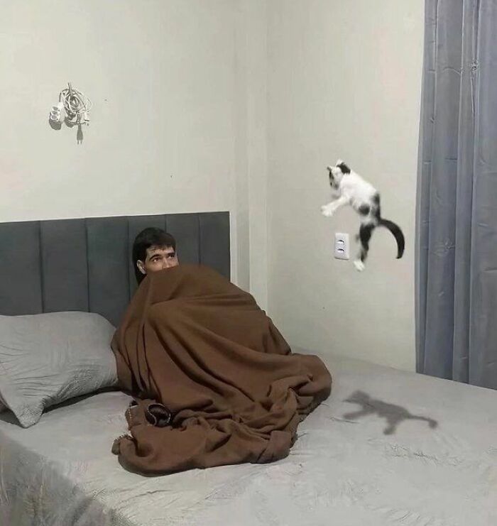 Wait, These Cats Totally Lost It Without Any Clue!