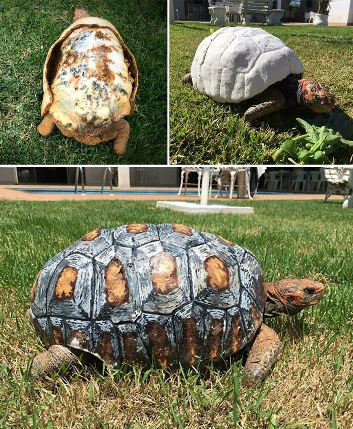 Turtle Loses Shell In Fire, Gets A 3D Printed Upgrade