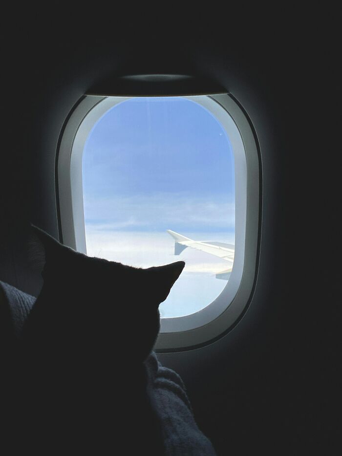 Weird Stuff That Actually Happened on Planes (No Joke)