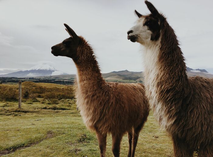 Wait, Zookeepers Actually Spill the Tea on Their Peskiest Animal Roommates