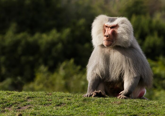 Wait, Zookeepers Actually Spill the Tea on Their Peskiest Animal Roommates