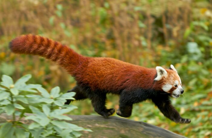 Wait, Zookeepers Actually Spill the Tea on Their Peskiest Animal Roommates
