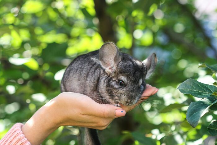Wait, Zookeepers Actually Spill the Tea on Their Peskiest Animal Roommates