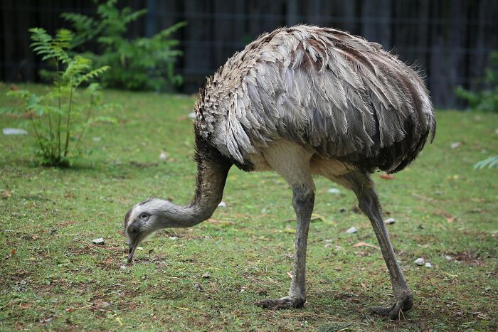 Wait, Zookeepers Actually Spill the Tea on Their Peskiest Animal Roommates
