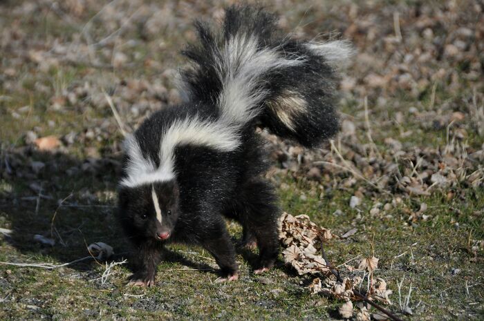 Wait, Zookeepers Actually Spill the Tea on Their Peskiest Animal Roommates