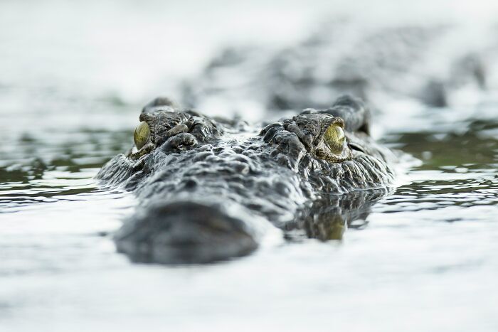 Wait, Zookeepers Actually Spill the Tea on Their Peskiest Animal Roommates