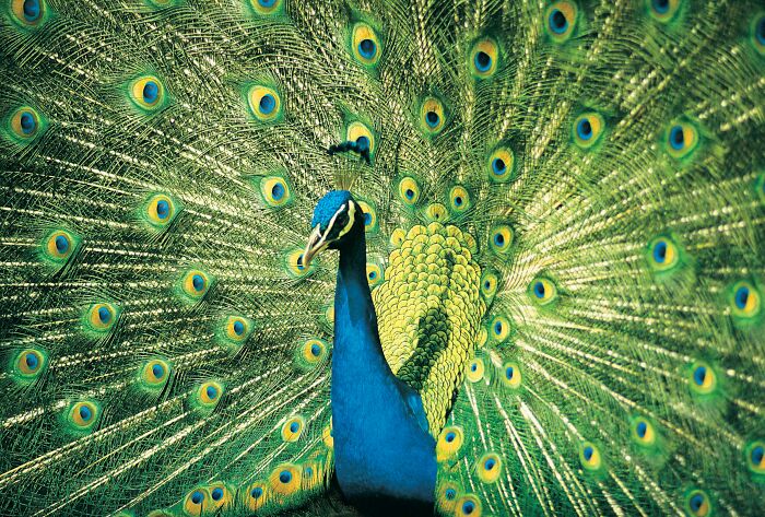 Wait, Zookeepers Actually Spill the Tea on Their Peskiest Animal Roommates