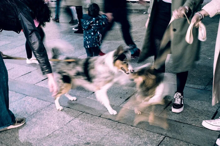 Wait, This Street Photographer Catches Crazy Coincidences You’ll Have to Look Twice To Believe!