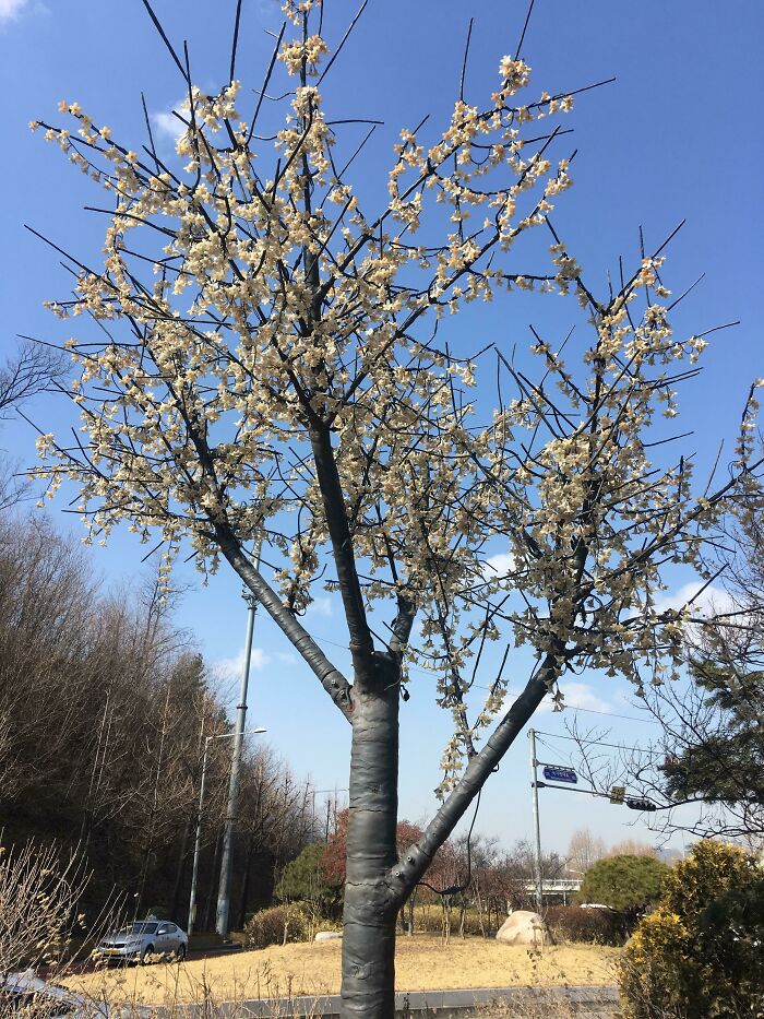 This Antenna Looks Like A Tree. Sneaky.