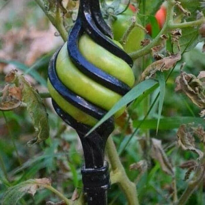 This Tomato Grew Right Through The Fence—Nature’s Little Rebel