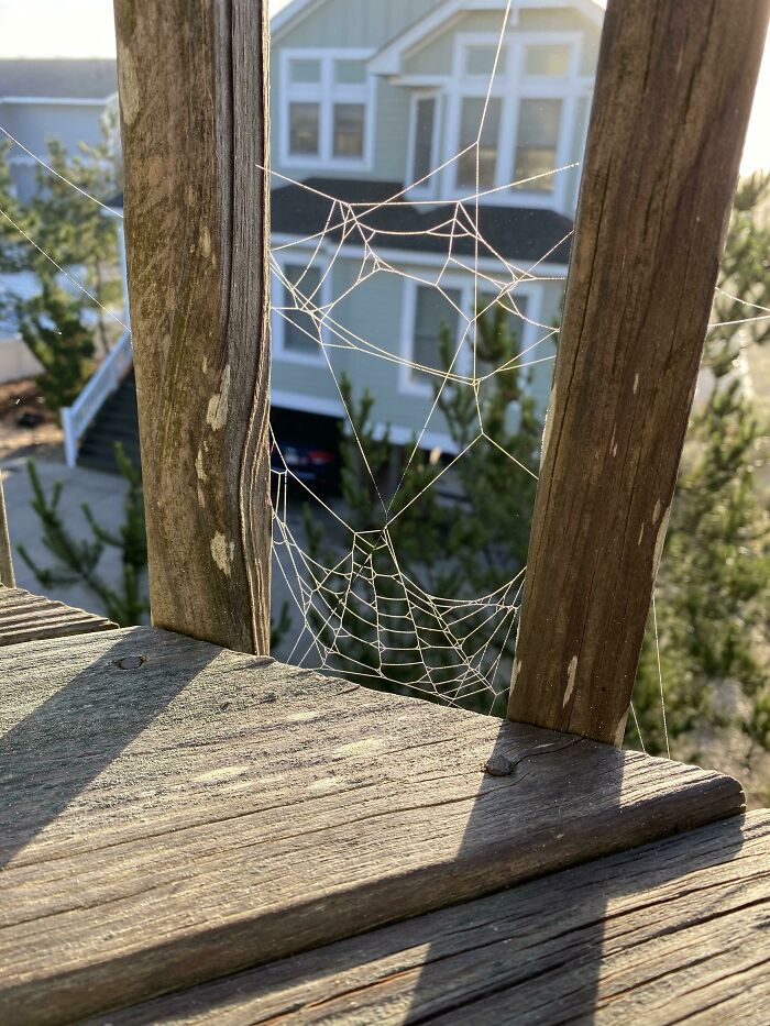 This Spider-Web Looks Like Spider-Man’s Logo. Friendly Neighborhood Web?