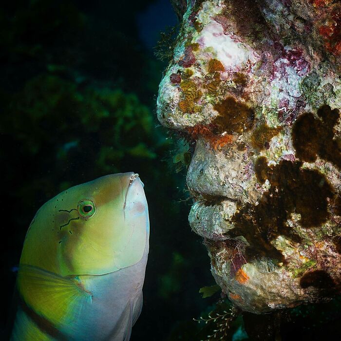 21 Underwater Sculptures That Are Like Secret Ocean Treasures (And Yes, They Help Fish, Too!)