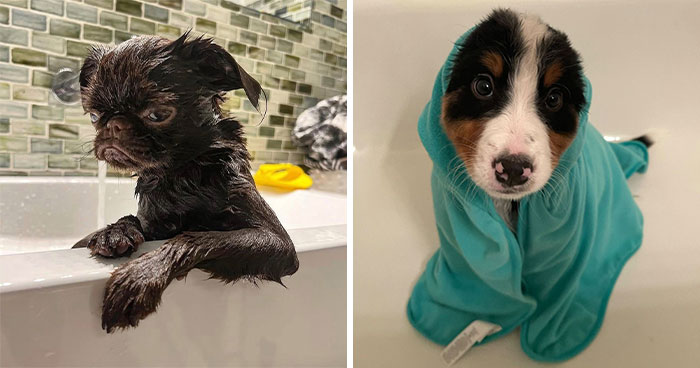 32 Dogs Who Totally Didn’t Sign Up for Bath Time Drama