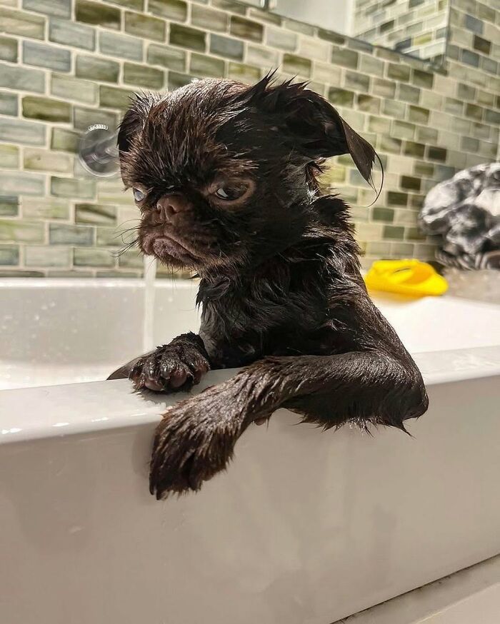 32 Dogs Who Totally Didn’t Sign Up for Bath Time Drama