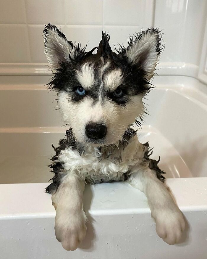 32 Dogs Who Totally Didn’t Sign Up for Bath Time Drama