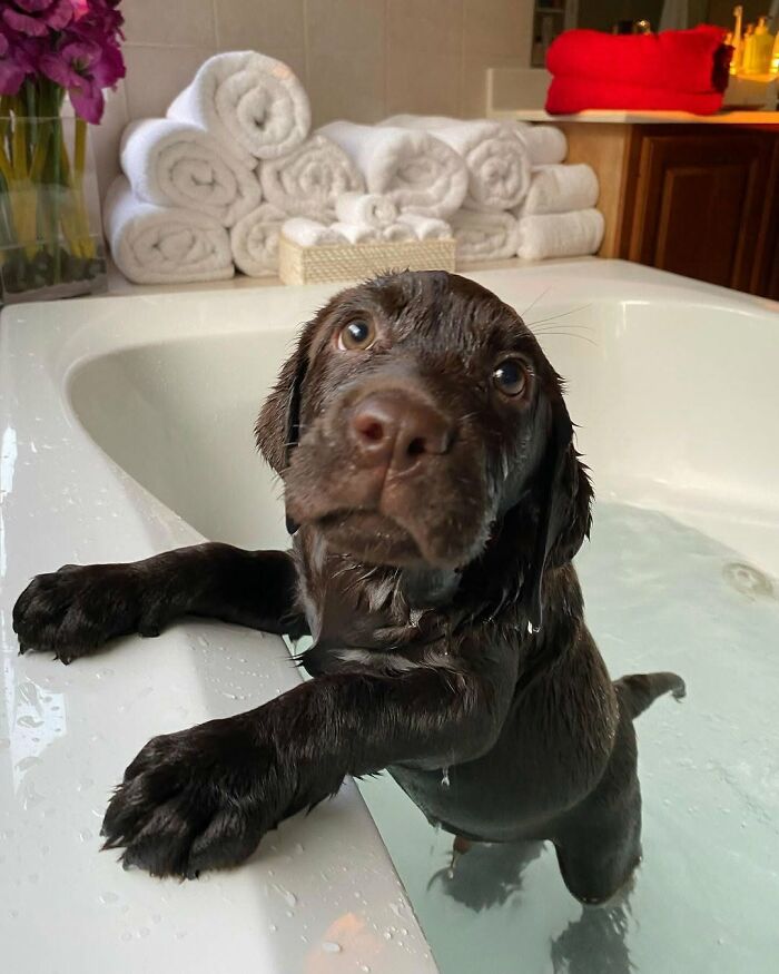 32 Dogs Who Totally Didn’t Sign Up for Bath Time Drama
