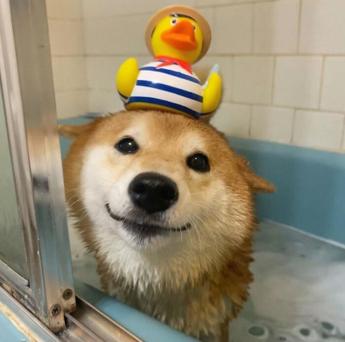 32 Dogs Who Totally Didn’t Sign Up for Bath Time Drama