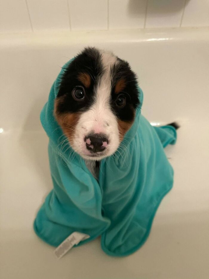 32 Dogs Who Totally Didn’t Sign Up for Bath Time Drama
