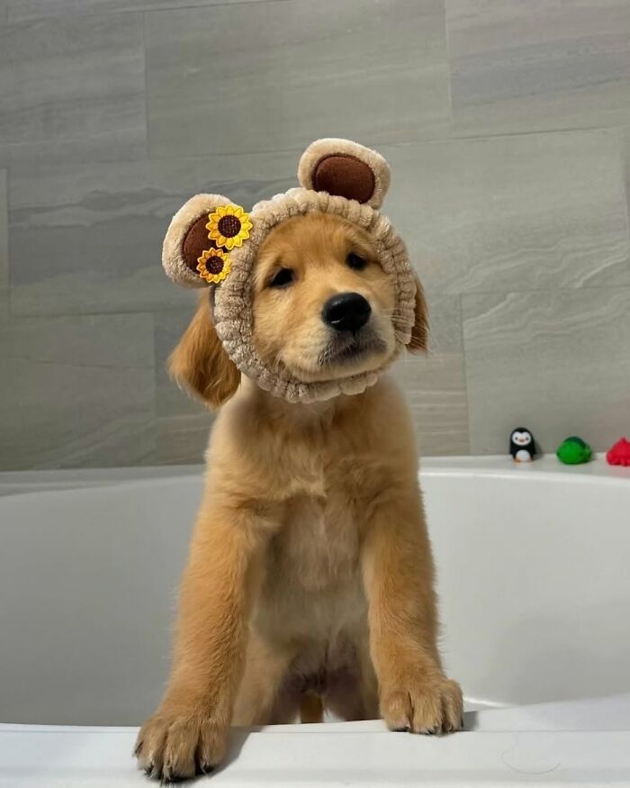 32 Dogs Who Totally Didn’t Sign Up for Bath Time Drama