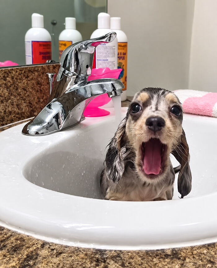 32 Dogs Who Totally Didn’t Sign Up for Bath Time Drama