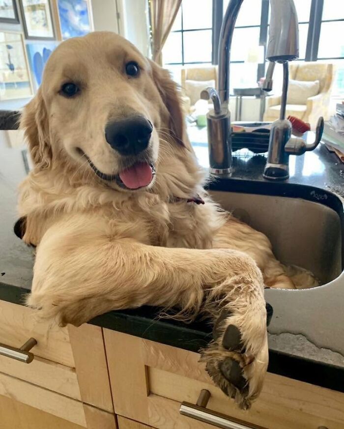 32 Dogs Who Totally Didn’t Sign Up for Bath Time Drama