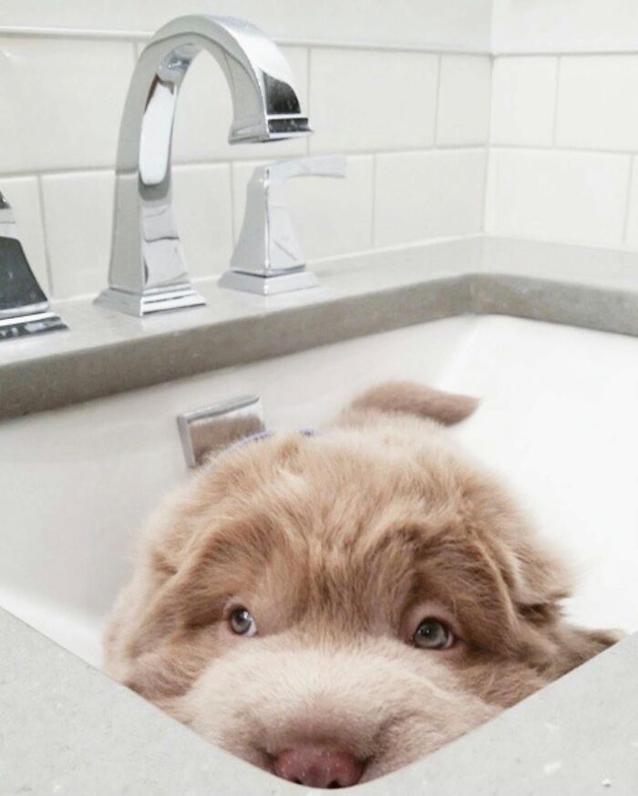 32 Dogs Who Totally Didn’t Sign Up for Bath Time Drama