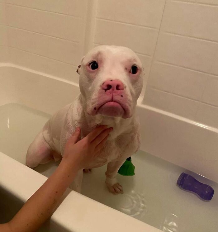 32 Dogs Who Totally Didn’t Sign Up for Bath Time Drama