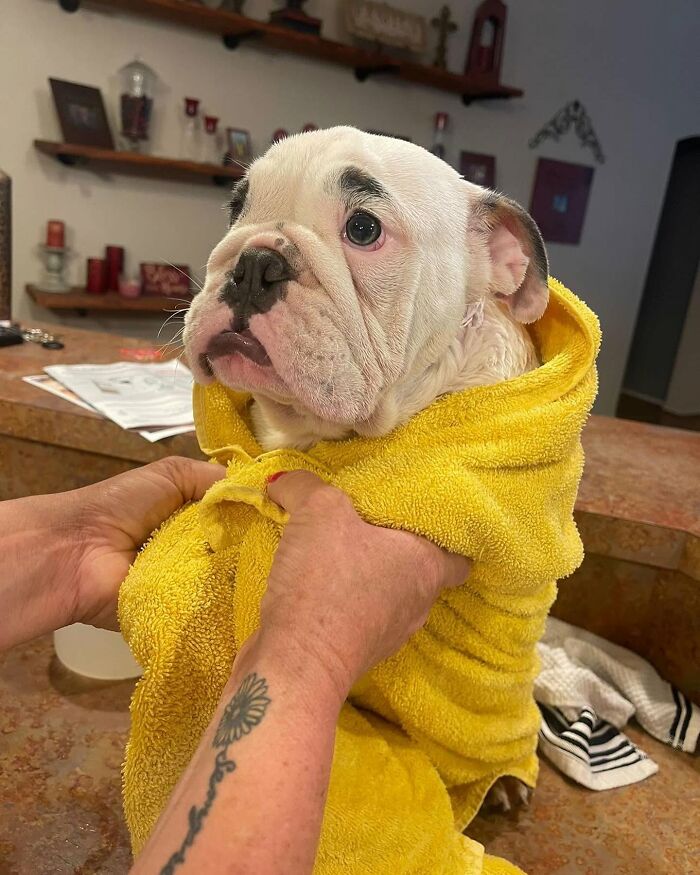 32 Dogs Who Totally Didn’t Sign Up for Bath Time Drama