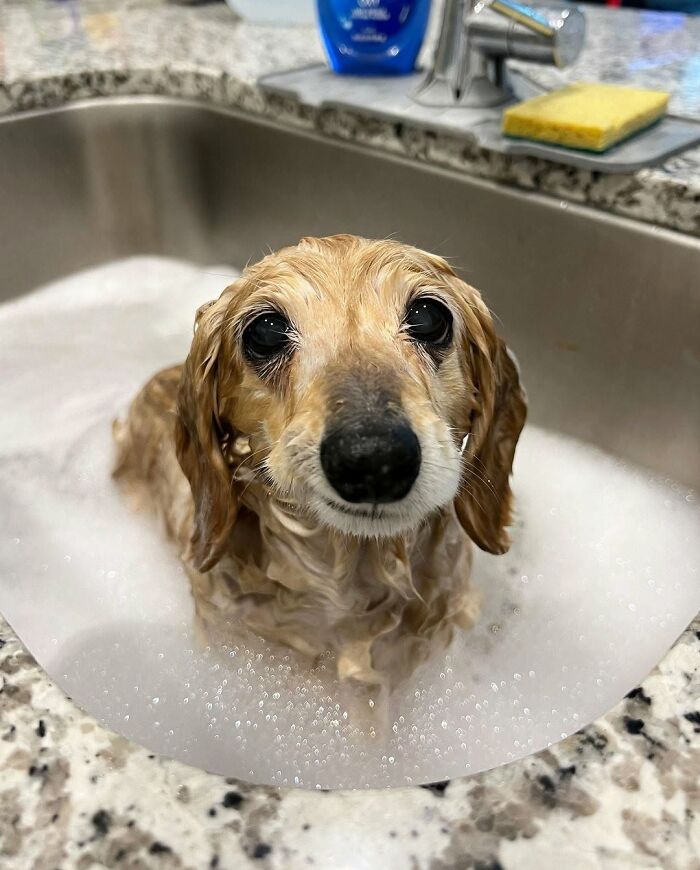 32 Dogs Who Totally Didn’t Sign Up for Bath Time Drama