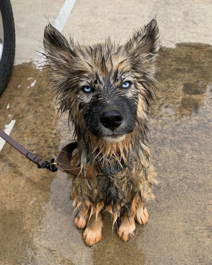 32 Dogs Who Totally Didn’t Sign Up for Bath Time Drama