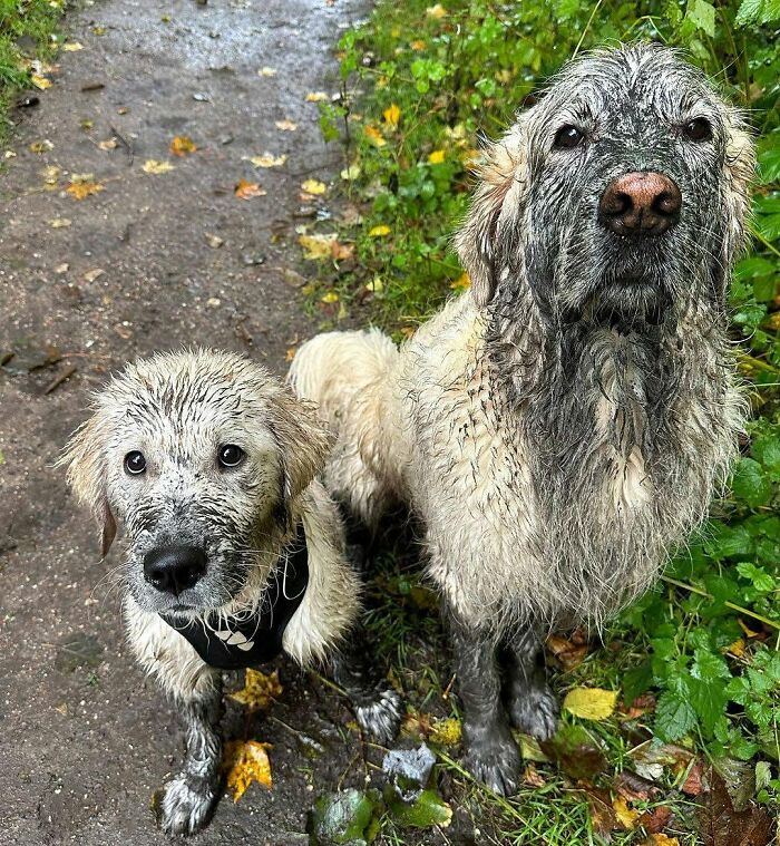 32 Dogs Who Totally Didn’t Sign Up for Bath Time Drama